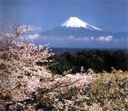 日本的富士山与樱花